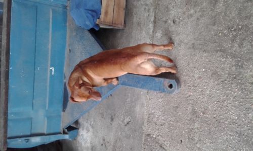 josesito1834